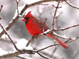 Cardinal images