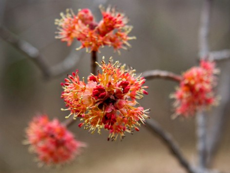 maple-flowers-and-buds