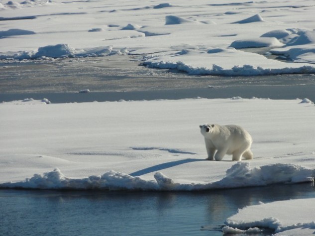 Polar Bear healy-aug-24-2015-polar-bear-v-tim-kenna