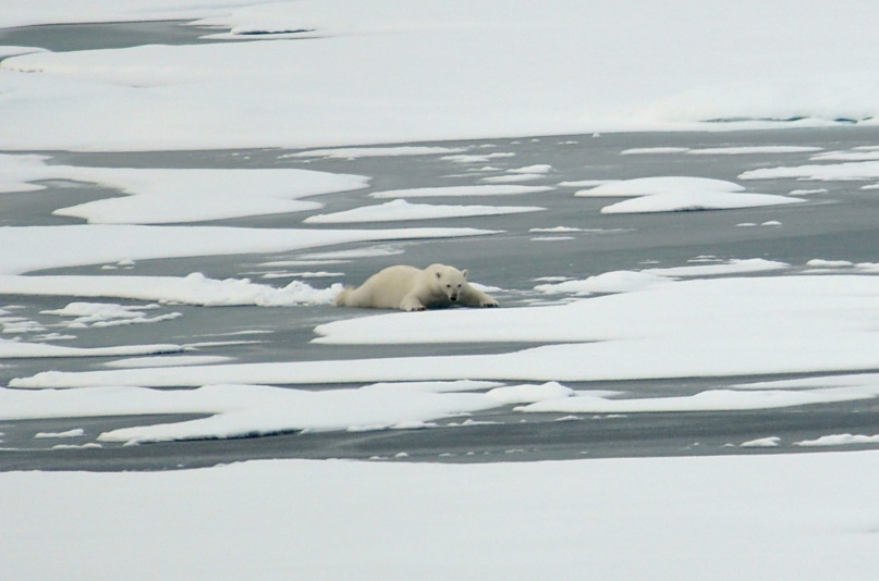 A polar bear slides across thin Actic Ocean ice Aug. 21, 2009.
